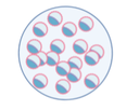 GAM Embryo Cryopreservation.png