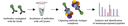 MS Co-IP workflow.png