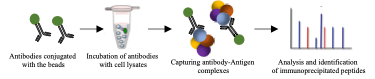 MS Co-IP workflow.png