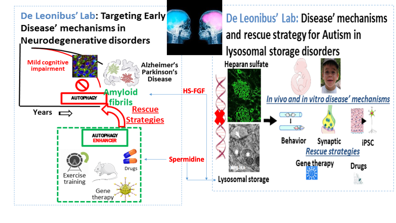 De Leonibus graphical abstract lab.png