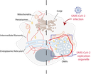 MCortese-res-interest2.png