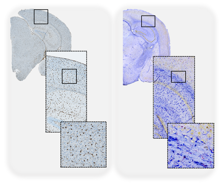 Sorrentino-researchinterest.png