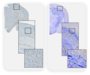 Sorrentino-researchinterest.png
